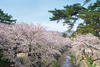 写真：桜