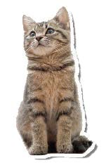 写真:ねこ 写真:ねこ