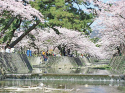 写真：夙川公園