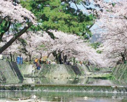 写真:夙川公園の桜 写真:夙川公園の桜