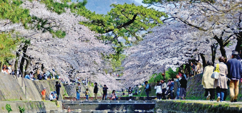 『さくら名所100選』に選ばれた夙川公園のさくら 『さくら名所100選』に選ばれた夙川公園のさくら