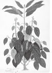 コショウ(1810年頃)キュー王立植物園蔵ⒸRBGKEW 写真:コショウ(1810年頃)キュー王立植物園蔵ⒸRBGKEW