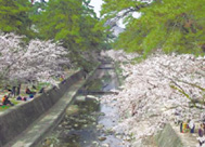 写真:夙川公園