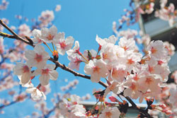 市の花 さくらの画像