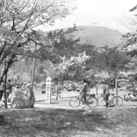 山火事で一部がはげ山になっていた甲山。車が走っているのは甲山大師道（昭和38年）