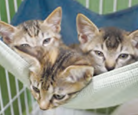 写真:子猫の画像