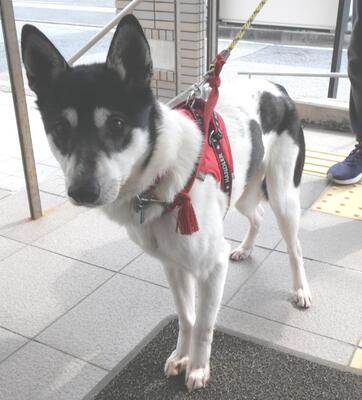 犬写真571-1
