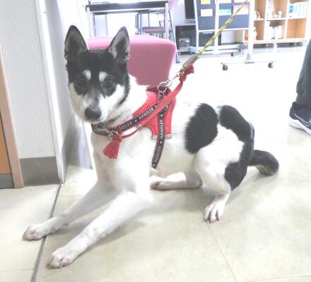 犬写真571-2