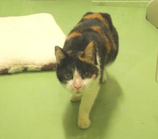 譲渡猫584-2写真