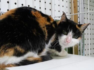 譲渡猫584写真