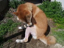 基金を財源に手術をした犬