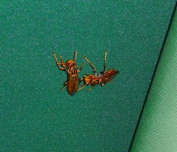 アシナガバチの成虫