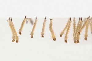 ヒトスジシマカ幼虫の画像