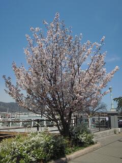 夙川舞桜　全体