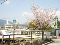 写真：夙川河川敷緑地