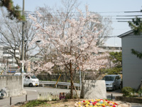 写真：松風公園