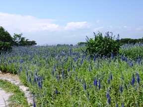 武庫川河川敷緑地_ゆめむらさき開花風景