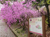 コバノミツバツツジの花-サムネイル