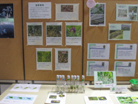 湿原植物の展示-サムネイル