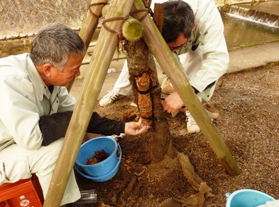 ペットボトルに水苔を詰め、不定根を固定し誘導している様子