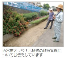 西宮市オリジナル植物の維持管理についてお伝えしています