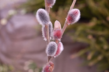 ネコヤナギの芽