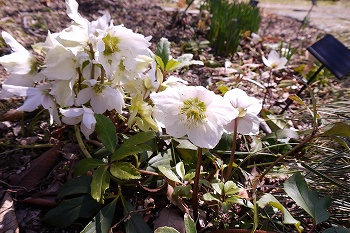 うつむいて咲く白い花