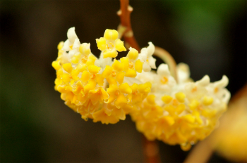 黄色い花　