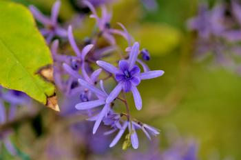 ブルーの花　