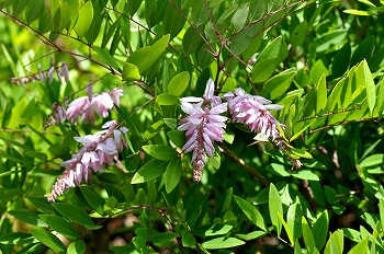 小さなマメ科の花