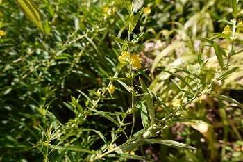 小さな黄色の花