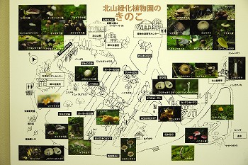 園内のきのこ地図