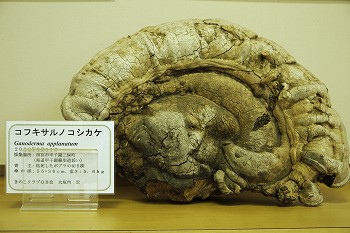 コフキサルノコシカケ標本