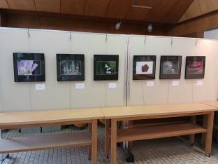 展示作品