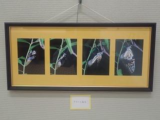展示作品