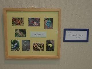 展示作品