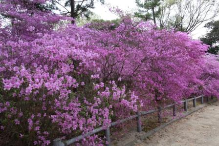 広田山公園コバノミツバツツジ