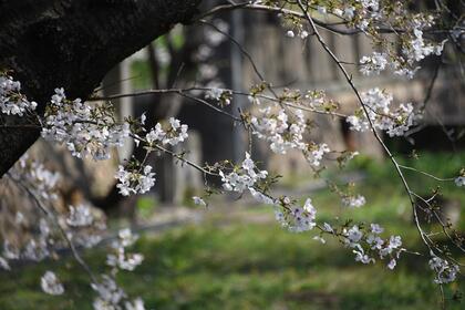 越水浄水場「桜の通り抜け」の様子