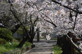 越水浄水場「桜の通り抜け」