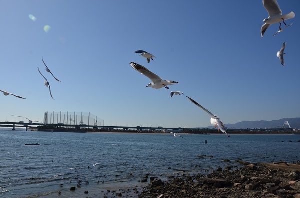 写真（甲子園浜）