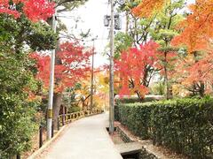 外国人住宅前の道