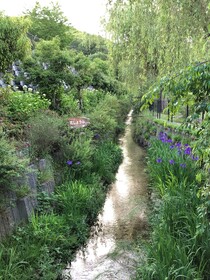 小川と花菖蒲