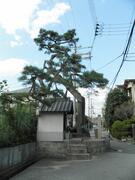 安井地域一本松